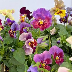 ビオラ：エボルベ　オーララ！（花色いろいろ）3.5号ポット 6株セット