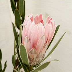 [ザ・ファームセレクト]プロテア：ピンクパール　7号鉢植え25-01