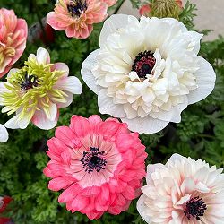 [25年12月上中旬予約]アネモネ：凛々花（リリカ）さくらサーモンミックス3.5号ポット