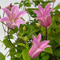 クレマチス：ミニベル6号鉢植え（テキセンシス系原種）