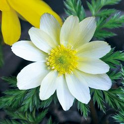 フクジュソウ(福寿草）：白宝（ハクホウ）実生2.5ポット