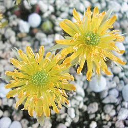 フクジュソウ(福寿草）：爪折笠（ツマオレガサ）実生2.5号ポット