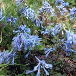 コリダリス（宿根エンゴサク）：ブルーハロン 3号ポット 3株セット