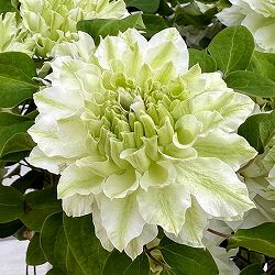 クレマチス：こはな6号鉢植え（八重咲・パテンス系）