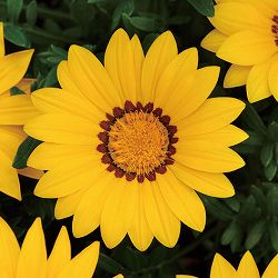 [26年3月中下旬予約]ガザニア：ニューデイ イエロー3-3.5号ポット