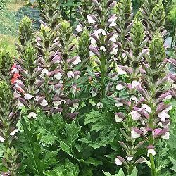 アカンサス：モーニングキャンドル　4号ポット