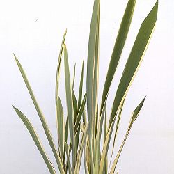 [26年1月中下旬予約]ニューサイラン：バリエガタ(斑入り）7号ポット