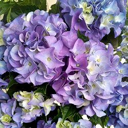 [春の鉢花予約]アジサイ：アーリーブルー5号鉢植え