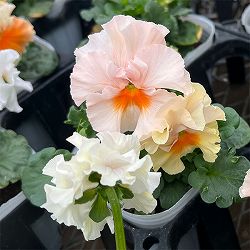 パンジー（フリル咲き）：シュガーボンボン（アプリコット系）3号ポット 6株セット