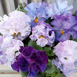 パンジー（フリル咲き）：シュガーボンボン（パープル系）3号ポット 3株セット