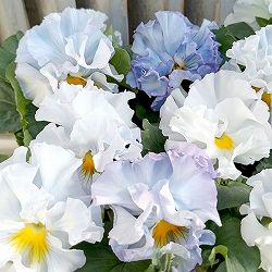 パンジー（フリル咲き）：シュガーボンボン（ブルー系）3号ポット 3株セット