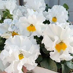 [送料無料]パンジー（フリル咲き）：シュガーボンボン（ホワイト系）3号ポット 12株セット