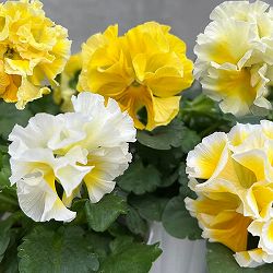 パンジー（フリル咲き）：シュガーボンボン（レモンイエロー系）3号ポット 3株セット