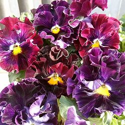 [送料無料]パンジー（フリル咲き）：フルーツボンボン（グレープ系）3号ポット 12株セット