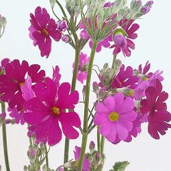 プリムラ：マラコイデス うぐいすレッド3～3.5号ポット 2株セット