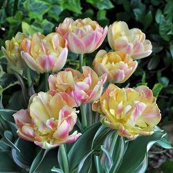 チューリップ：ハッピーアップスター（斑入り葉八重咲き）5号鉢植え