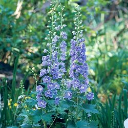 デルフィニウム：F1オーロラ ラベンダー3.5号ポット