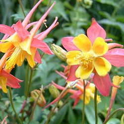 オダマキ：テキーラサンライズ3.5号ポット 6株セット