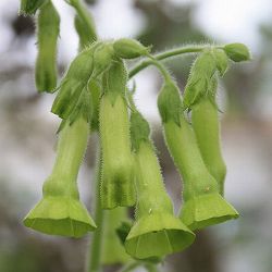 ニコチアナ ラングスドルフィー3～3.5号ポット 12株セット