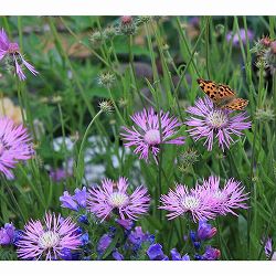 アンバーボア：デザートスター3-3.5号ポット 12株セット