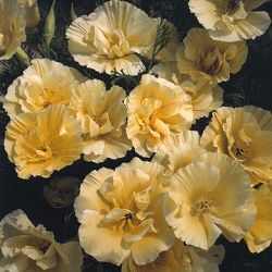 エスコルチア：ミルクメイド3号ポット 12株セット