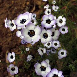 ギリア：トリコロール3-3.5号ポット 12株セット