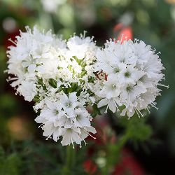 ギリア：レプタンサ：ホワイト3～3.5号ポット 12株セット