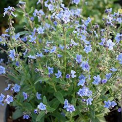 アンチューサ：タッセルブルー3-3.5号ポット 6株セット