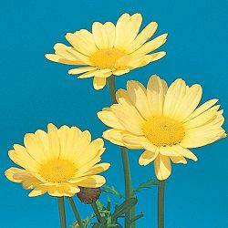 [26年2月中下旬予約]マーガレット・高性（一重咲きイエロー・No2）3号ポット 12株セット