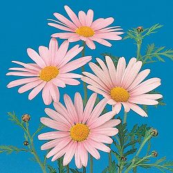 [26年2月中下旬予約]マーガレット・高性（一重咲きピンク・No3）3号ポット 6株セット