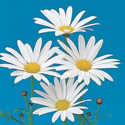 [26年2月中下旬予約]マーガレット・高性（一重咲きホワイト・No1）3号ポット 12株セット