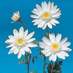 [26年2月中下旬予約]マーガレット・高性（丁字咲きホワイト・No6）3号ポット 12株セット