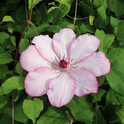 クレマチス：ひなちゃん3.5号ロングポット（パテンス系）