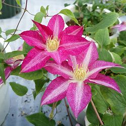 クレマチス：ヤツハシ（八橋）3.5号ロングポット（パテンス系）