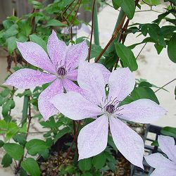 クレマチス：ウスズミ（淡墨）3.5号ロングポット（フロリダ系）