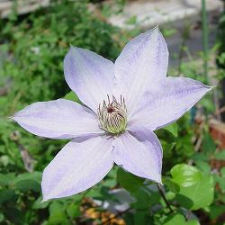 クレマチス：なごり雪3.5号ロングポット（フロリダ系）