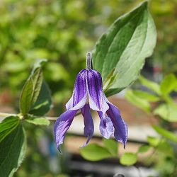 クレマチス：ショウナンブルー（湘南ブルー）3.5号ロングポット（インテグリフォリア系）