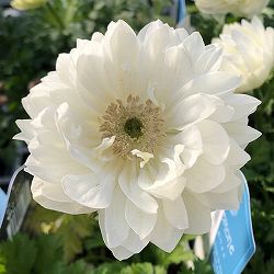 アネモネ：パールホワイト3-3.5号ポット 12株セット