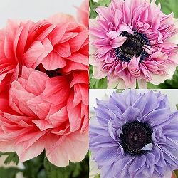 アネモネ：ポルトダブルパステルカラー 花色おまかせ3.5号ポット