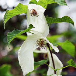 ハンカチノキ（ダビディア）：ソノマ　5号即席ポット