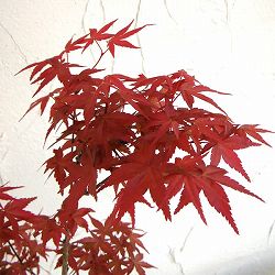 イロハモミジ：出猩々（デショウジョウ）3.5号ポット