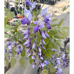 フジ（藤）：ブルーストリーム6号ポット