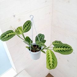 マランタ：レモンライム　4号吊り鉢
