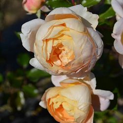 （開花予定株）ロサ・オリエンティス・プログレッシオ：シャンパーニュ6号角鉢植え（バラ苗）*