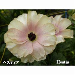 ラナンキュラス：ラックス　ヘスティア3.5-4号ポット 3株セット*