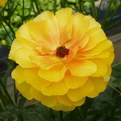 ラナンキュラス：ラックス　ミネルバ3.5-4号ポット 3株セット*