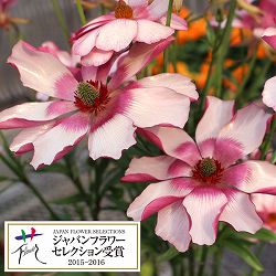 [送料無料]ラナンキュラス：ラックス　リュキア3.5-4号ポット 6株セット*