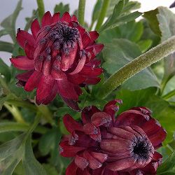 ラナンキュラス：アヤリッチ　トリトン3.5号ポット