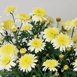 マーガレット：おぼろ月3.5号ポット 6株セット