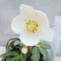 大和園さんのクリスマスローズ（原種系）：ニゲル　こはる3.5号ポット 3株セット